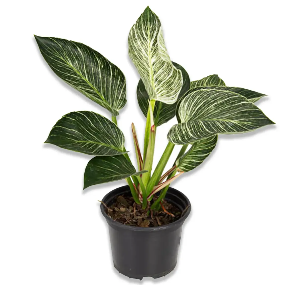 Philodendron Birkin Planta Natural Pote 15