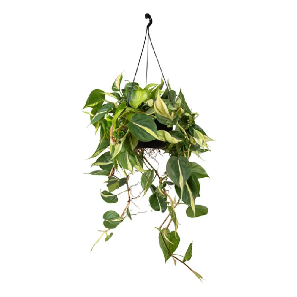 Philodendron Pendente Brasil Cuia 21
