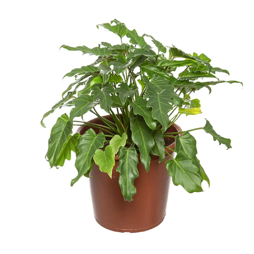 Philodendron Xanadu Planta Natural Pote 30