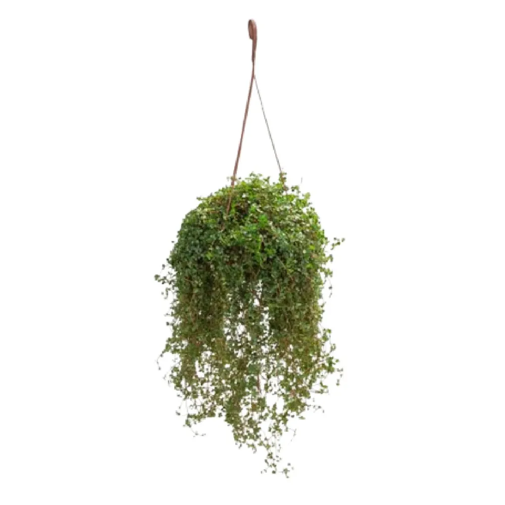 Pilea Glaucophylla Greyzy Cuia 21