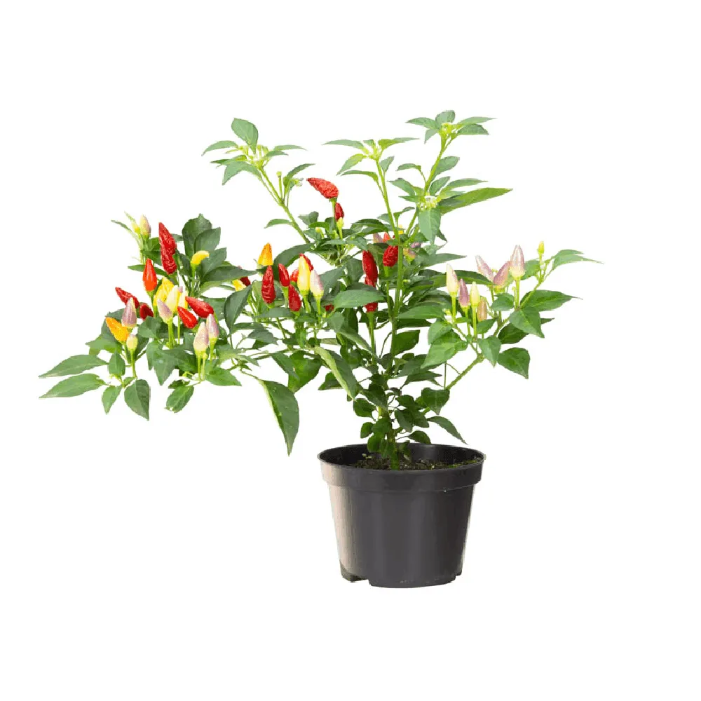 Pimenta Ornamental Variada Pote 11