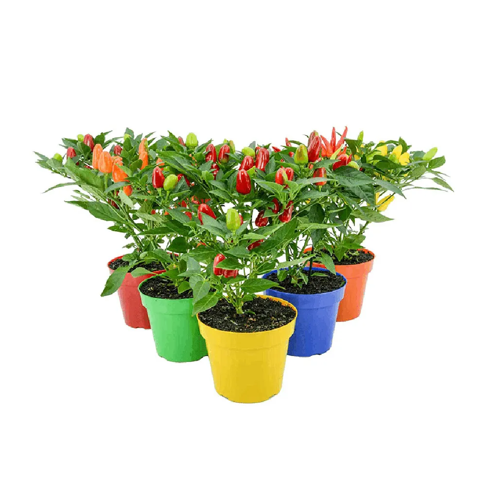 Pimenta Ornamental Variada Pote 14