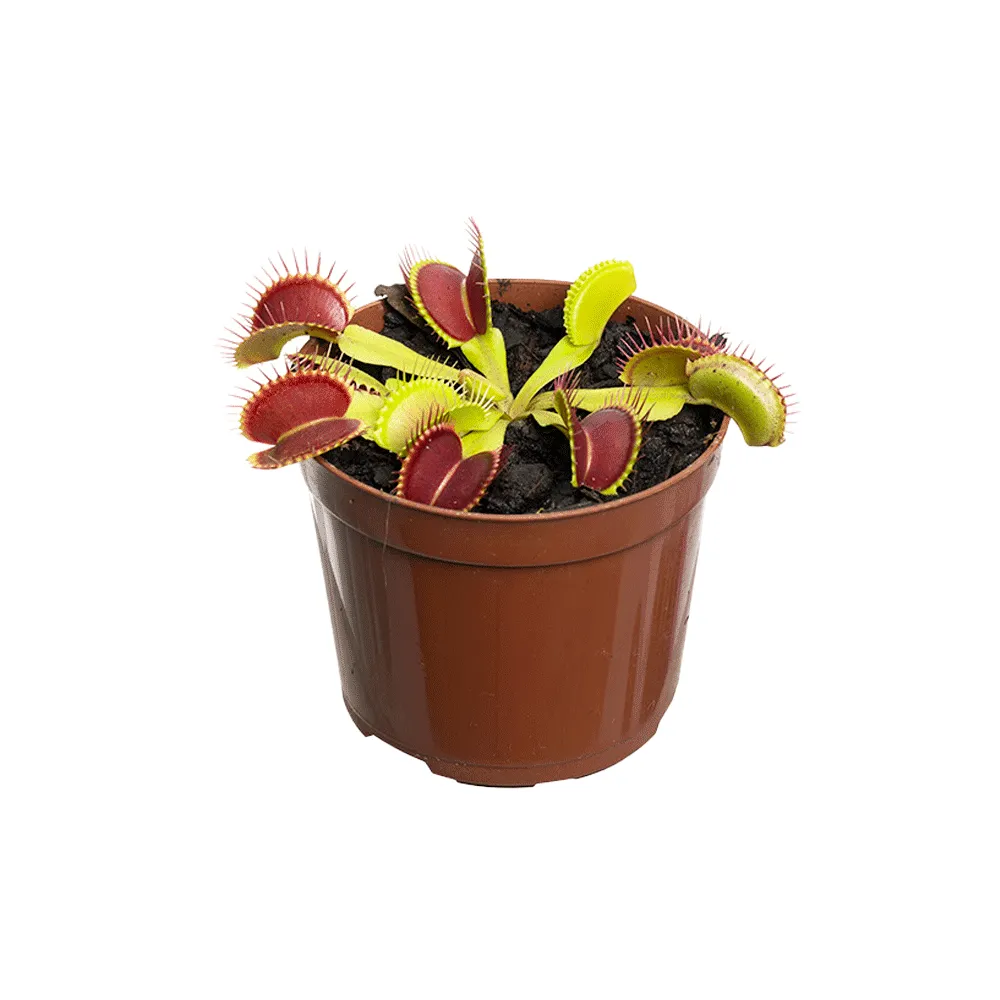 Planta Carnívora Dionaea Pote 09