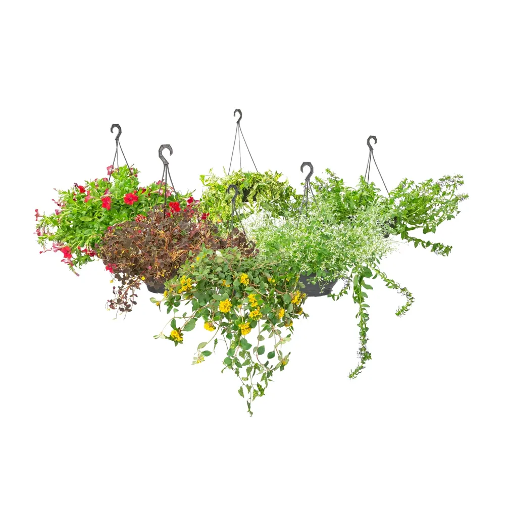 Planta com Flores Variadas Pendente Cuia 26