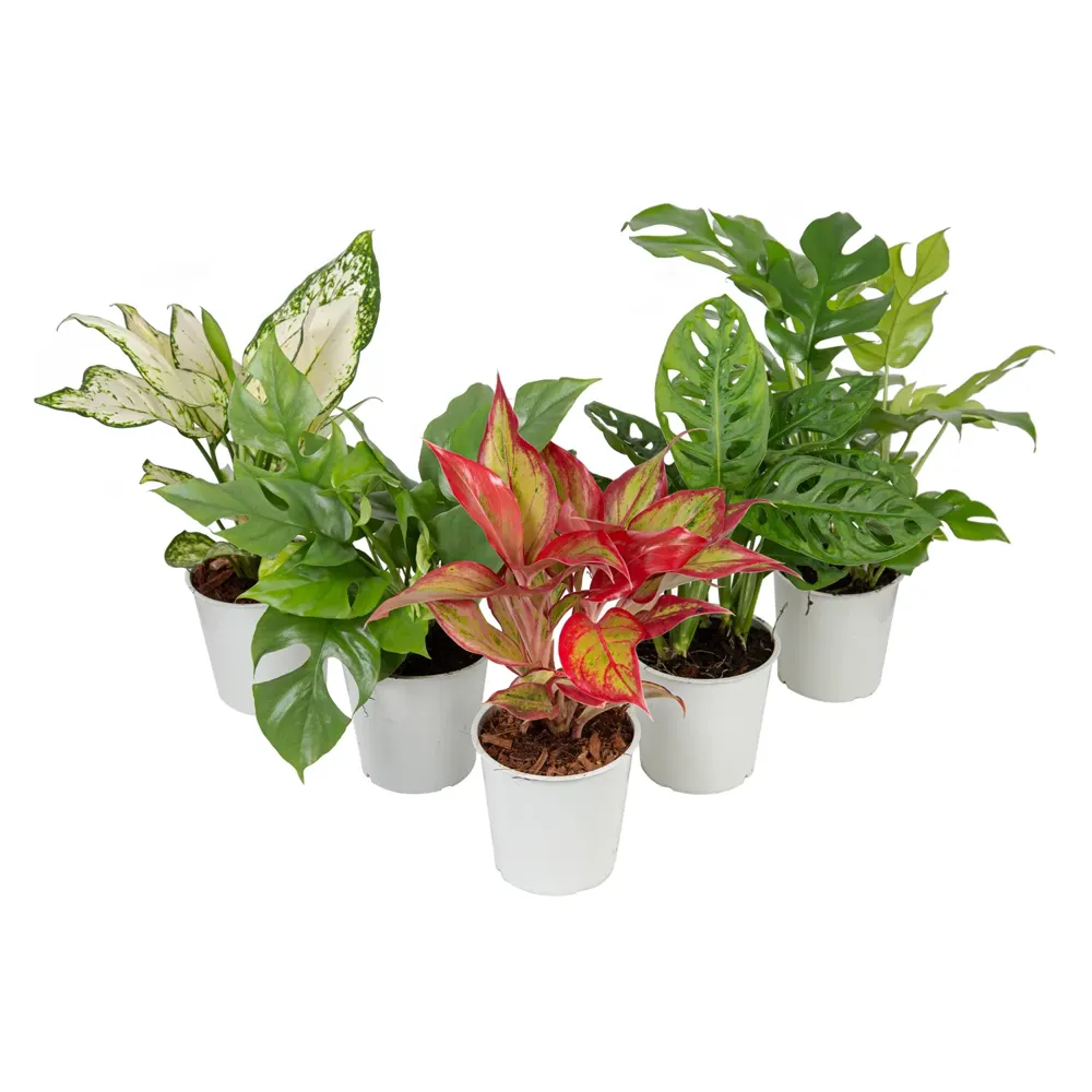 Planta Ornamental Variada Pote 12