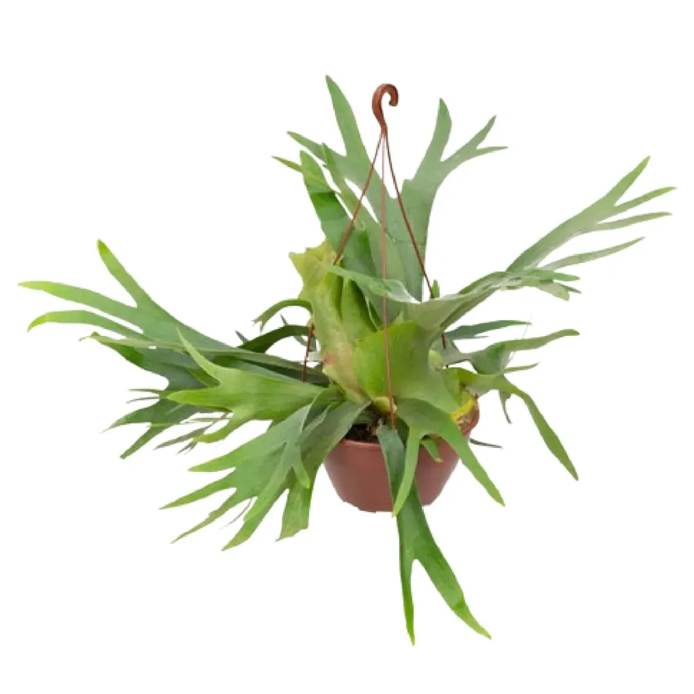Platycerium Alcicorn - Chifre de Veado - Cuia 21