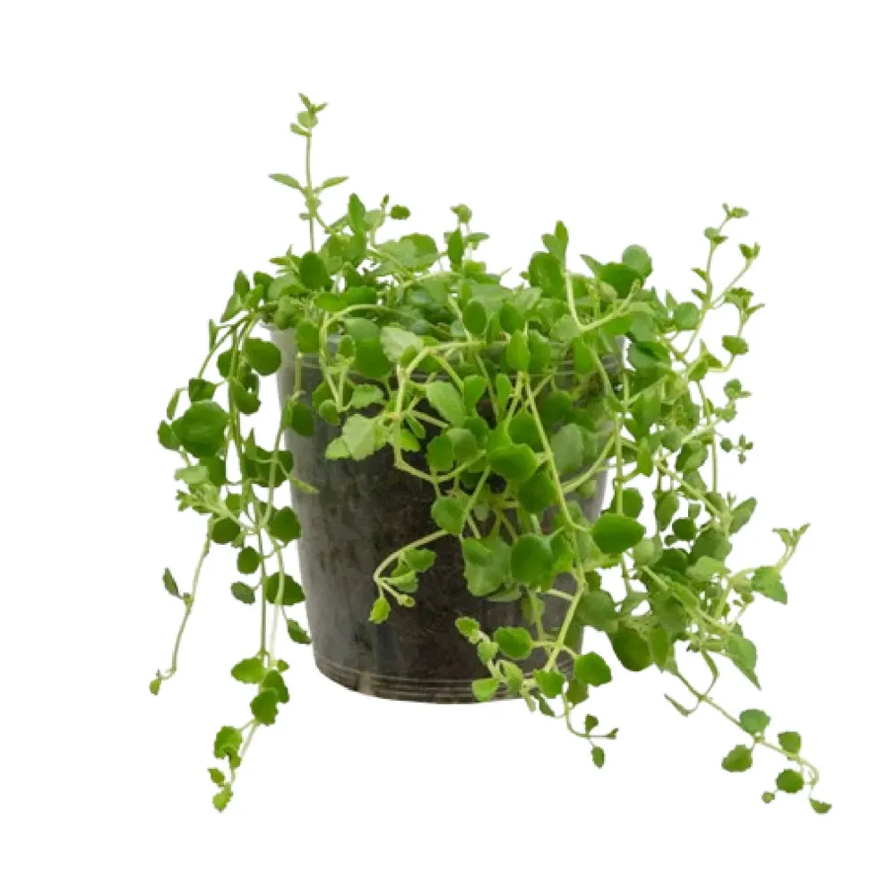Plectranthus Prostratus - Boldinho Suculento - Pote 12