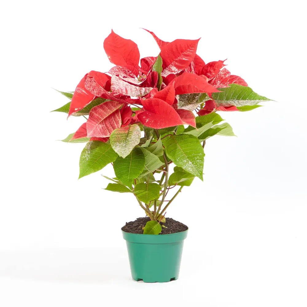 Poinsetia Neve - Flor de Natal Pote 11