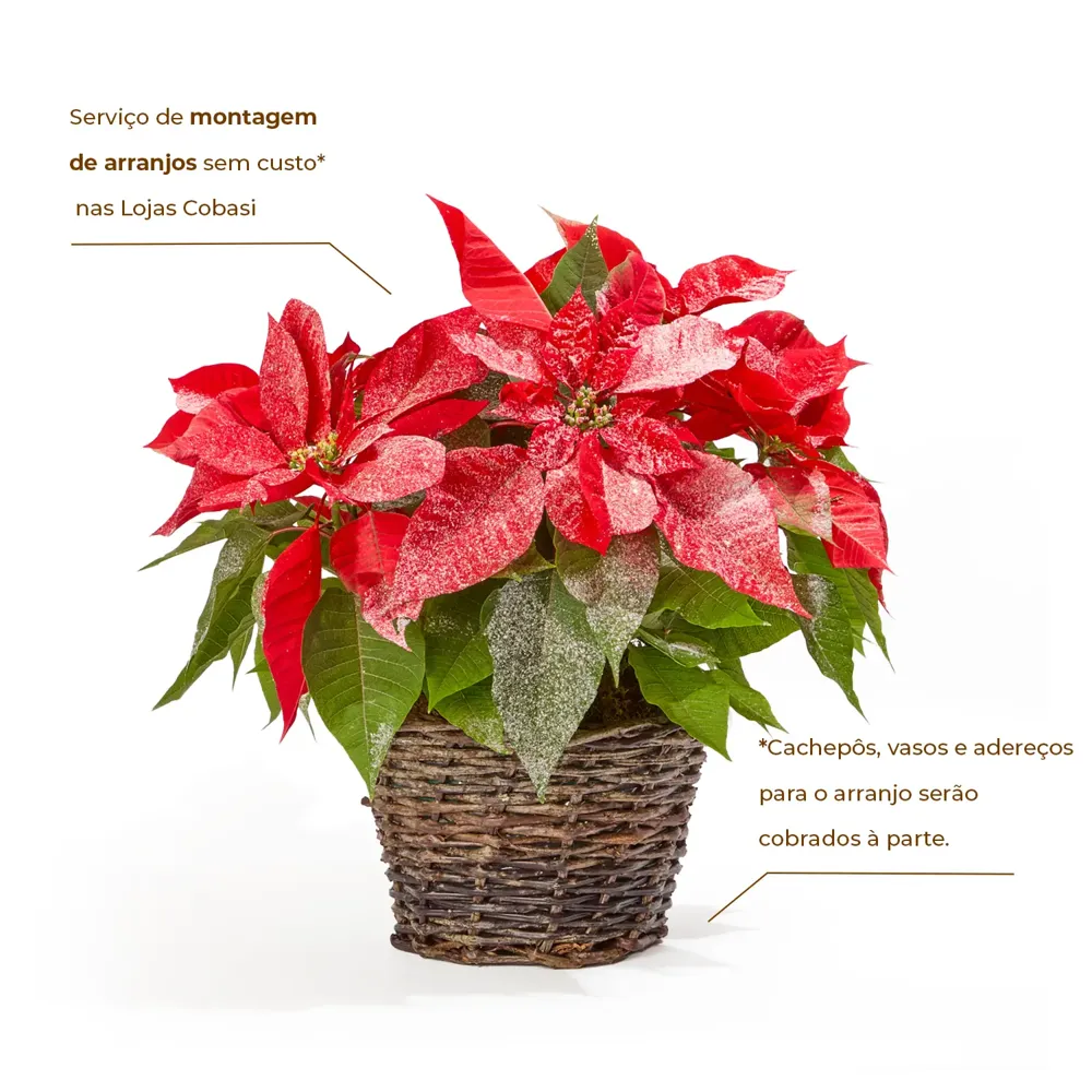 Poinsetia Neve - Flor de Natal Pote 14 — foto 2
