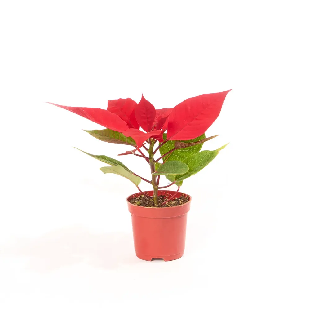 Poinsettia Vermelho - Bico de Papagaio - Pote 06