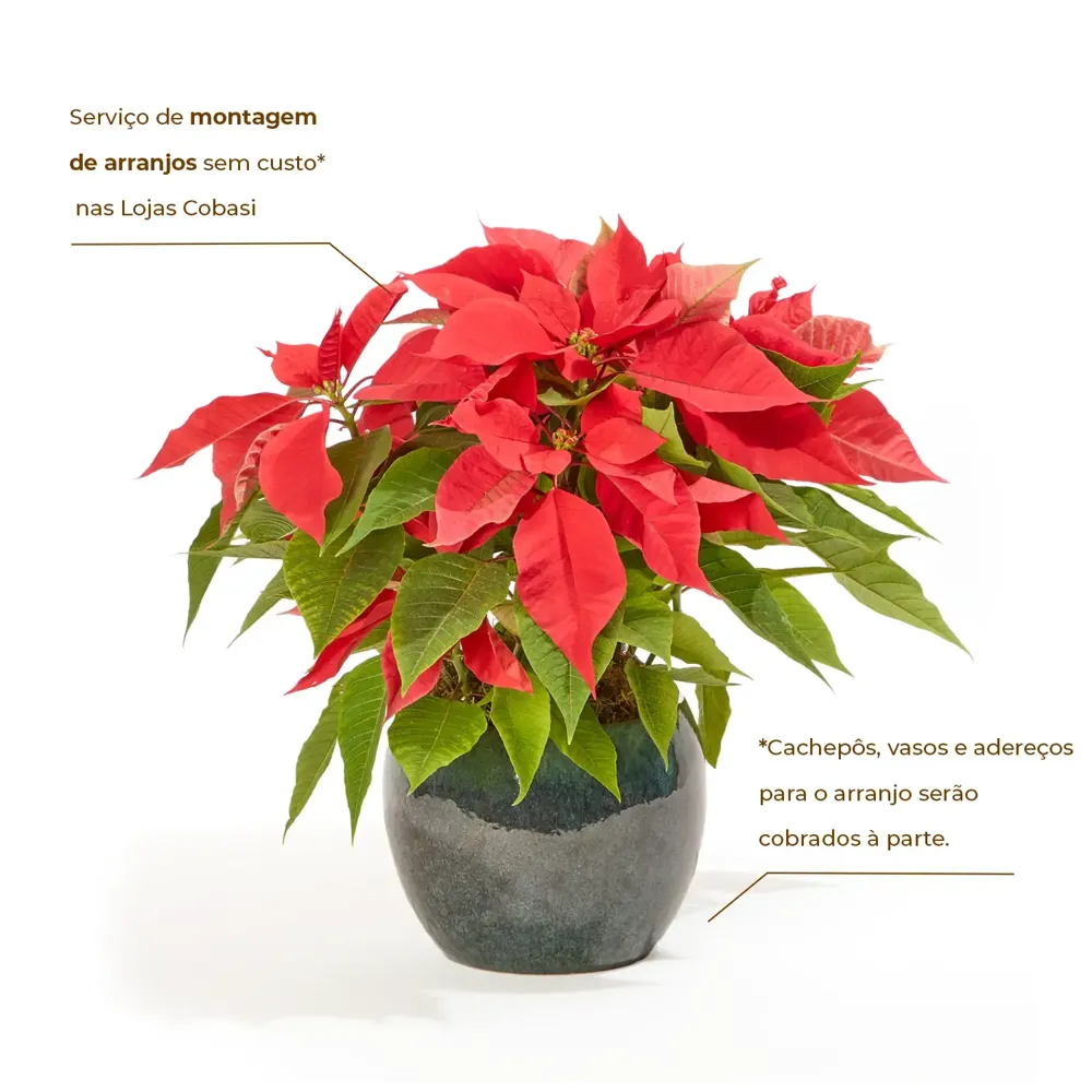 Poinsettia Vermelho - Bico de Papagaio - Pote 11 — foto 2