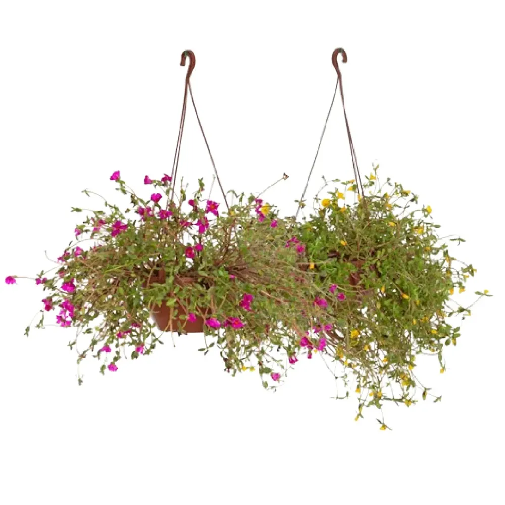 Portulaca - Onze Horas - Cuia 21