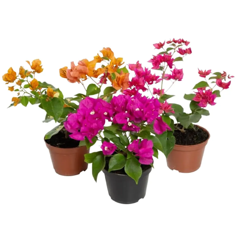 Primavera - Três Marias - Pote 11
