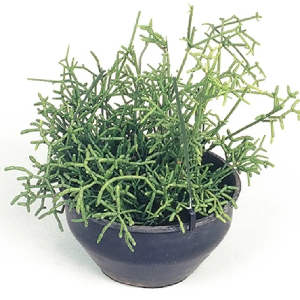 Rhipsalis Plumoso Natural Cuia 21 — foto 2