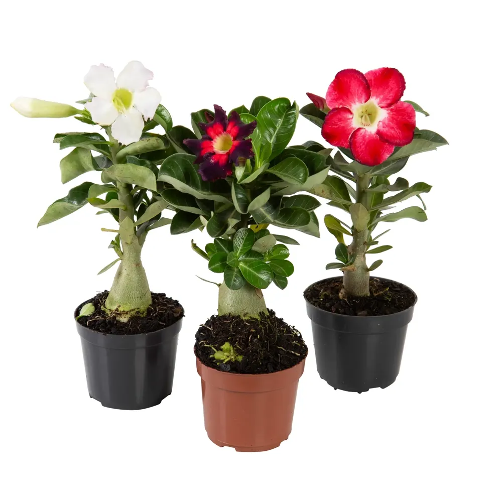 Rosa do Deserto com Flor Pote 09
