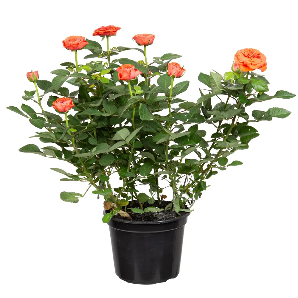 Roseira Mini Flor Natural Pote 15