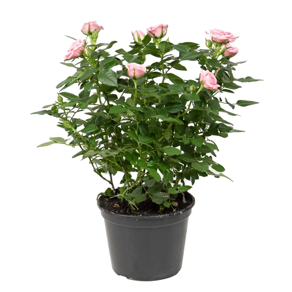 Roseira Mini Flor Natural Pote 15 — foto 2