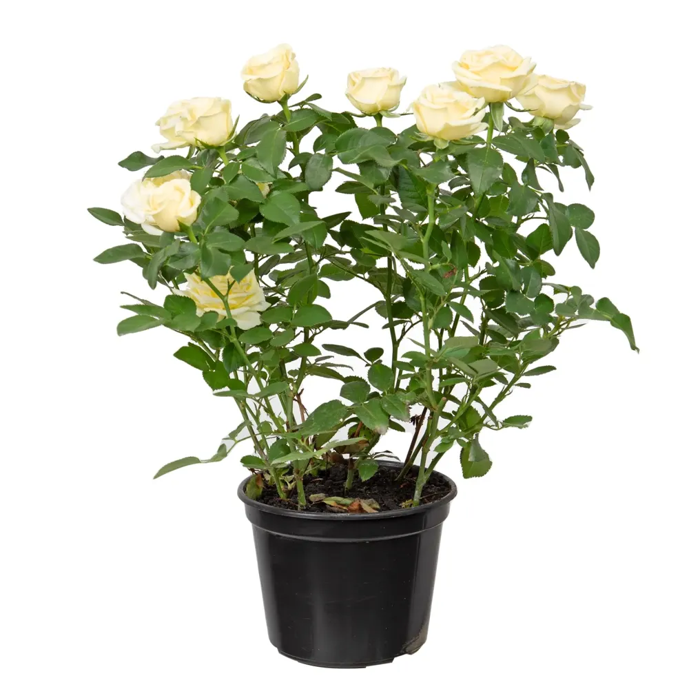 Roseira Mini Flor Natural Pote 15 — foto 3