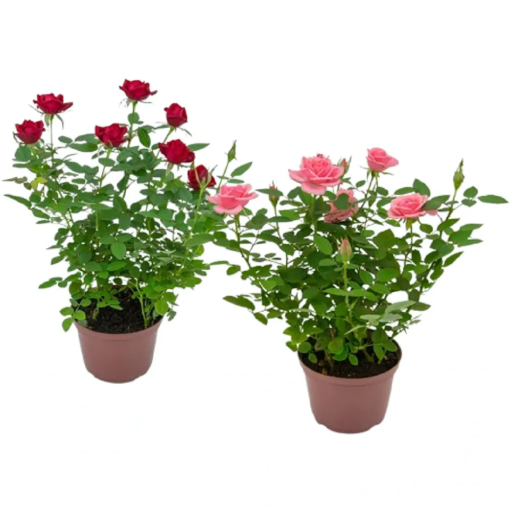 Roseira Mini Planta Natural Pote 13