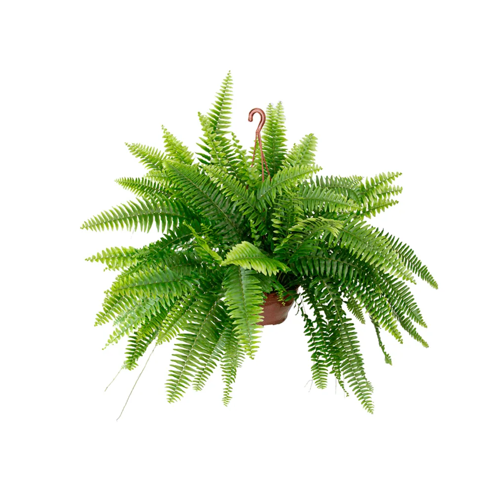 Samambaia Americana Natural Cuia 21