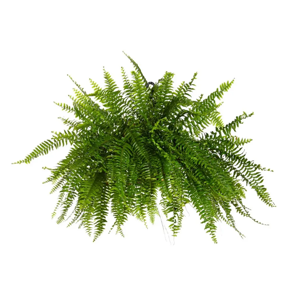 Samambaia Americana Planta Natural Cuia 25