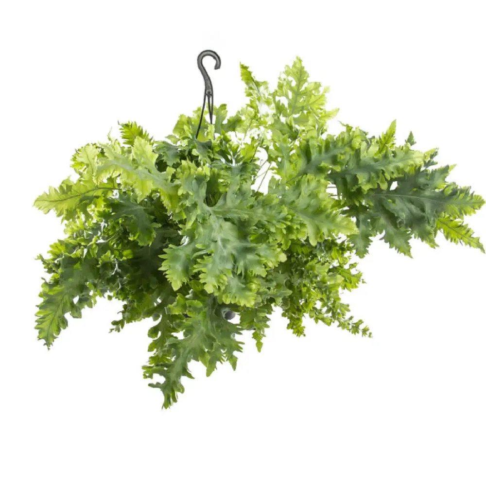 Samambaia Phlebodium Aureum Davana Cuia 21