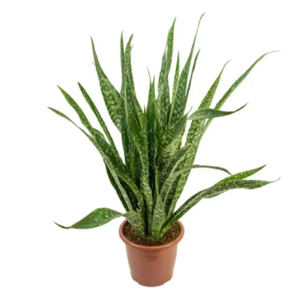 Sansevieria Jiboya Natural Pote 30