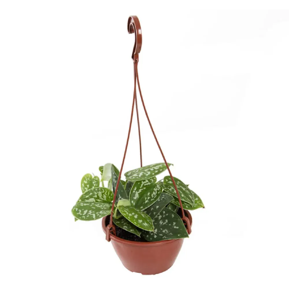 Scindapsus Argyraeus - Jiboia Prateada - Cuia 13