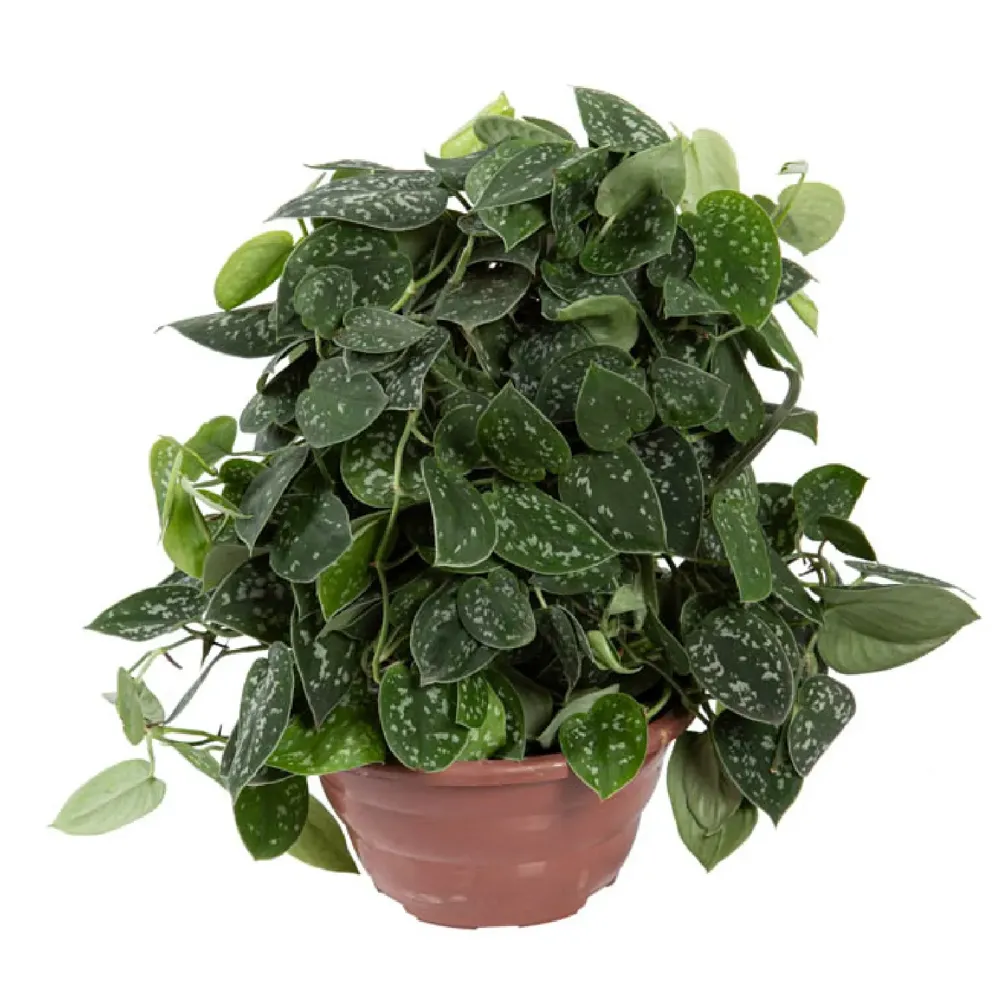 Scindapsus Argyraeus - Jiboia Prateada - Cuia 21