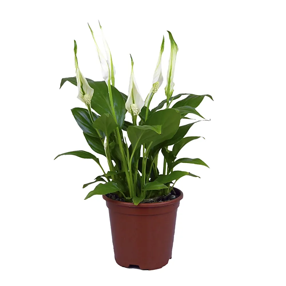 Spathiphyllum - Lírio da Paz Pote 15