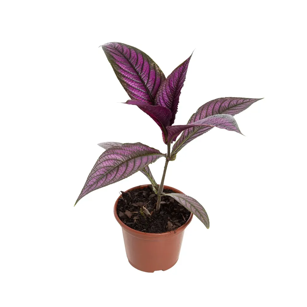 Strobilanthes Dyeriana Pote 15