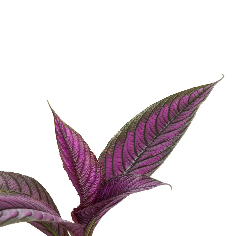 Strobilanthes Dyeriana Pote 15 — foto 2