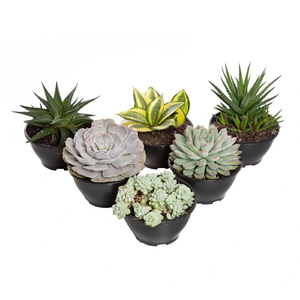 Suculenta Planta Natural Cuia 13