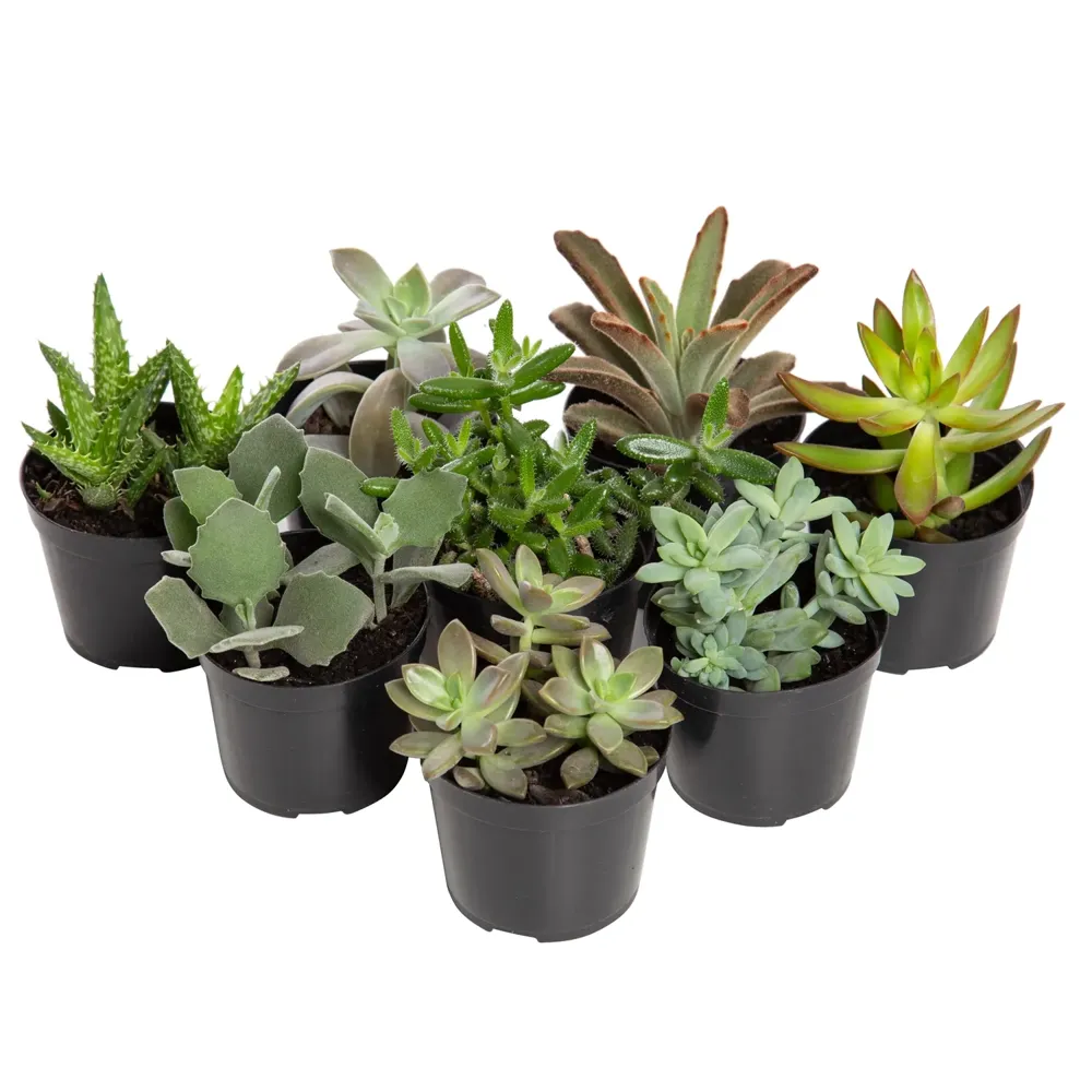 Suculenta Variada Natural Pote 09