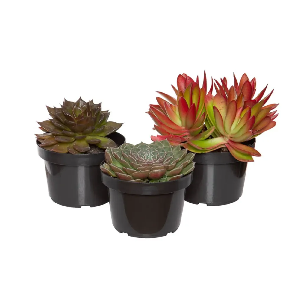 Suculenta Variada Natural Pote 11