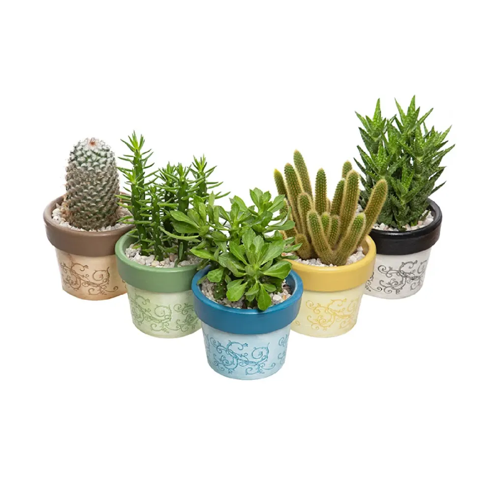 Suculenta Vb Decorada Mix Pote 14