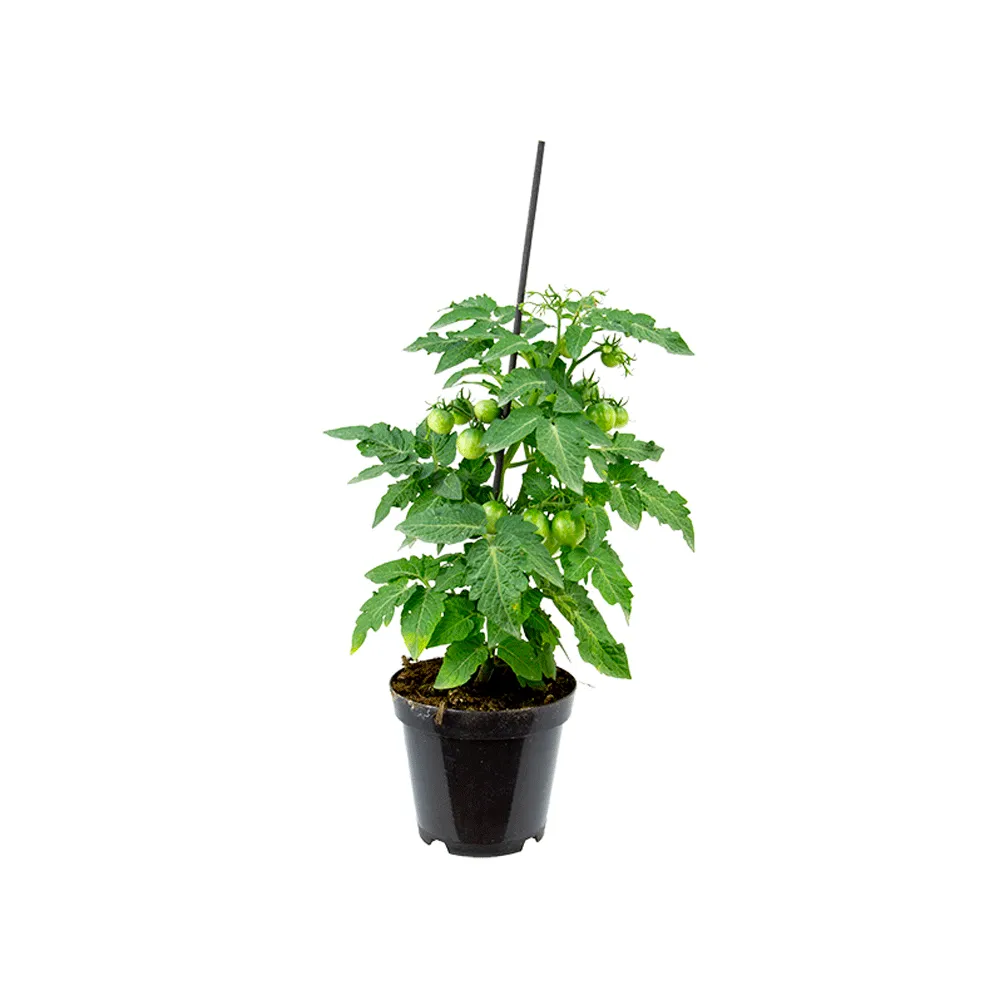 Tomate Ornamental Muda Pote 14