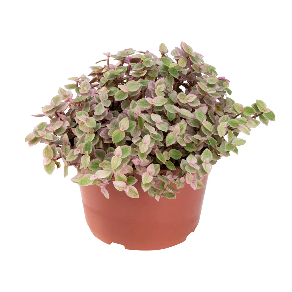 Tostão Rosa - Dinheiro em Penca Pote 11