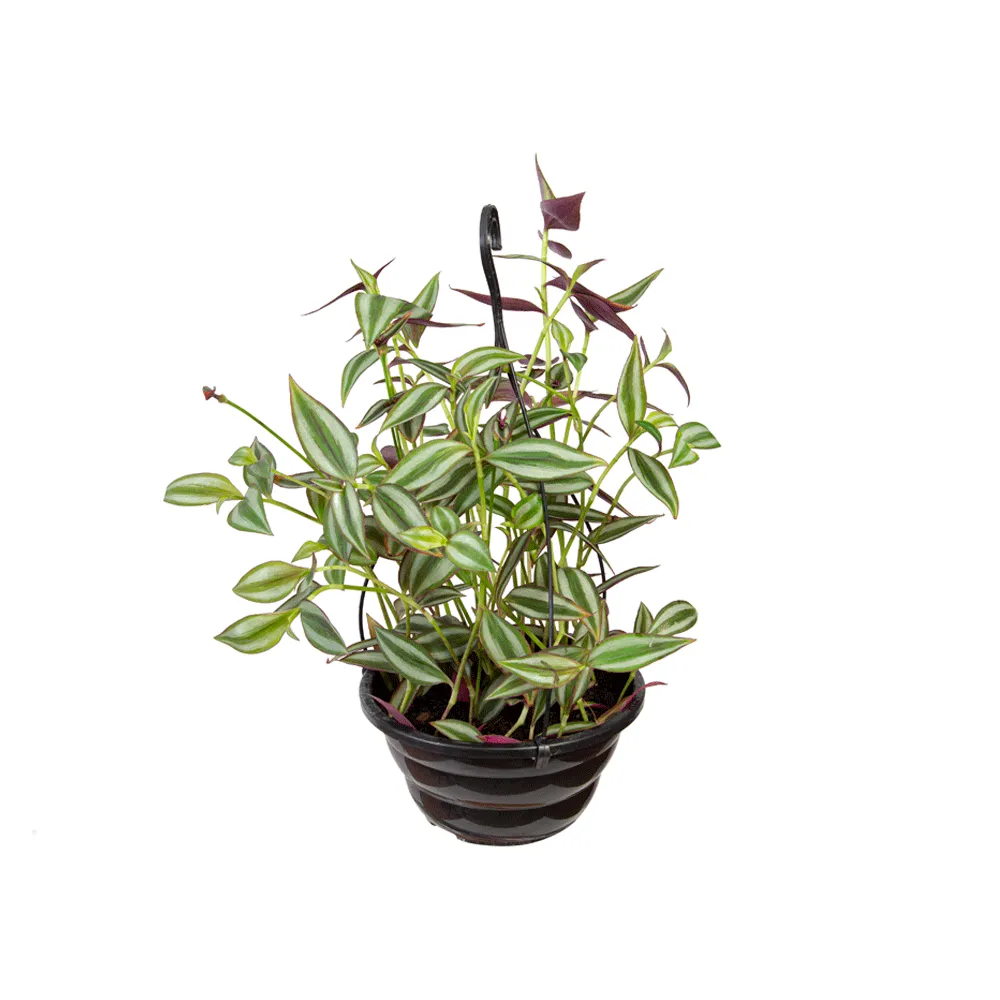 Tradescantia Zebrina - Lambari Cuia 21