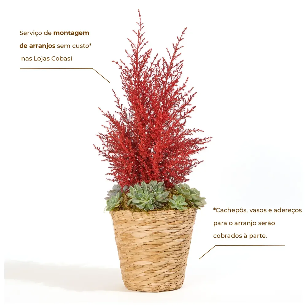 Tuia Holandesa Colours - Árvore de Natal Pote 9 — foto 2