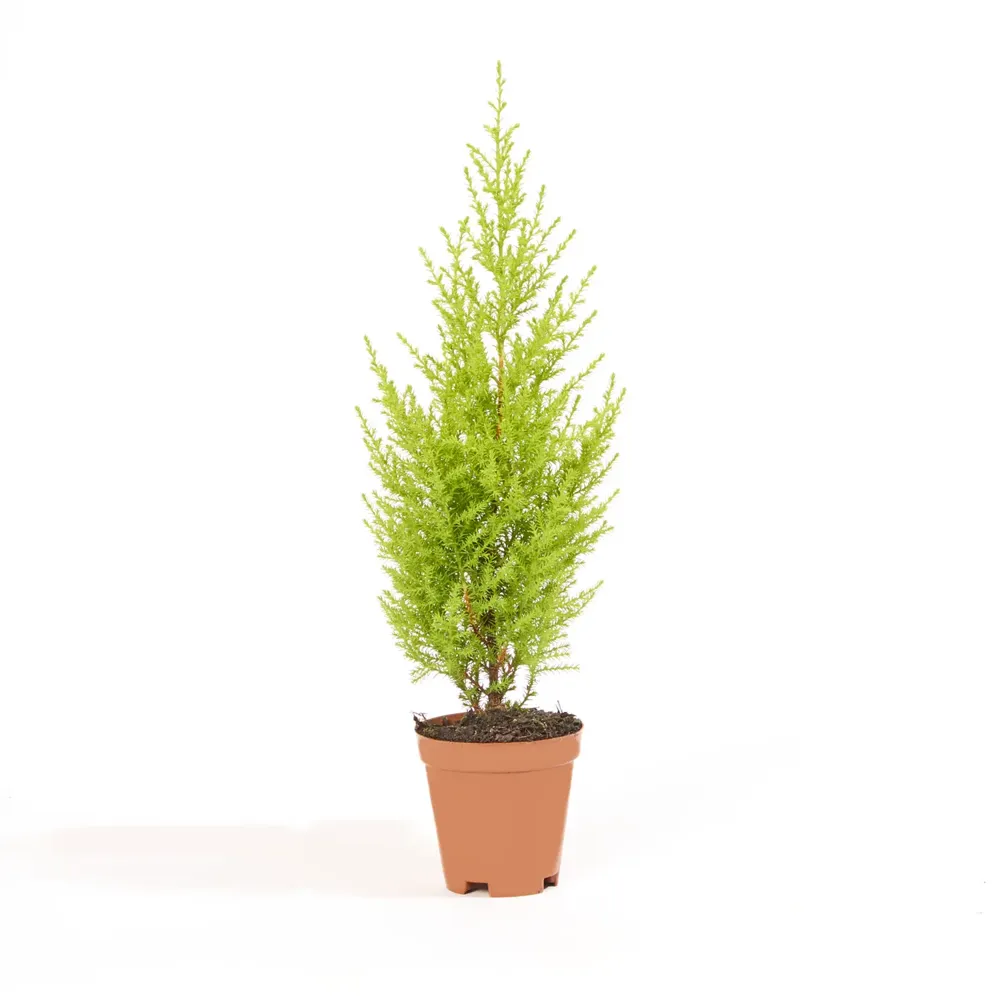 Tuia Holandesa Natural Pote 09