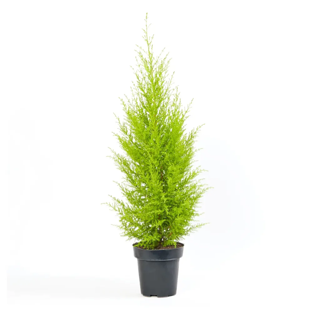 Tuia Holandesa Natural Pote 14