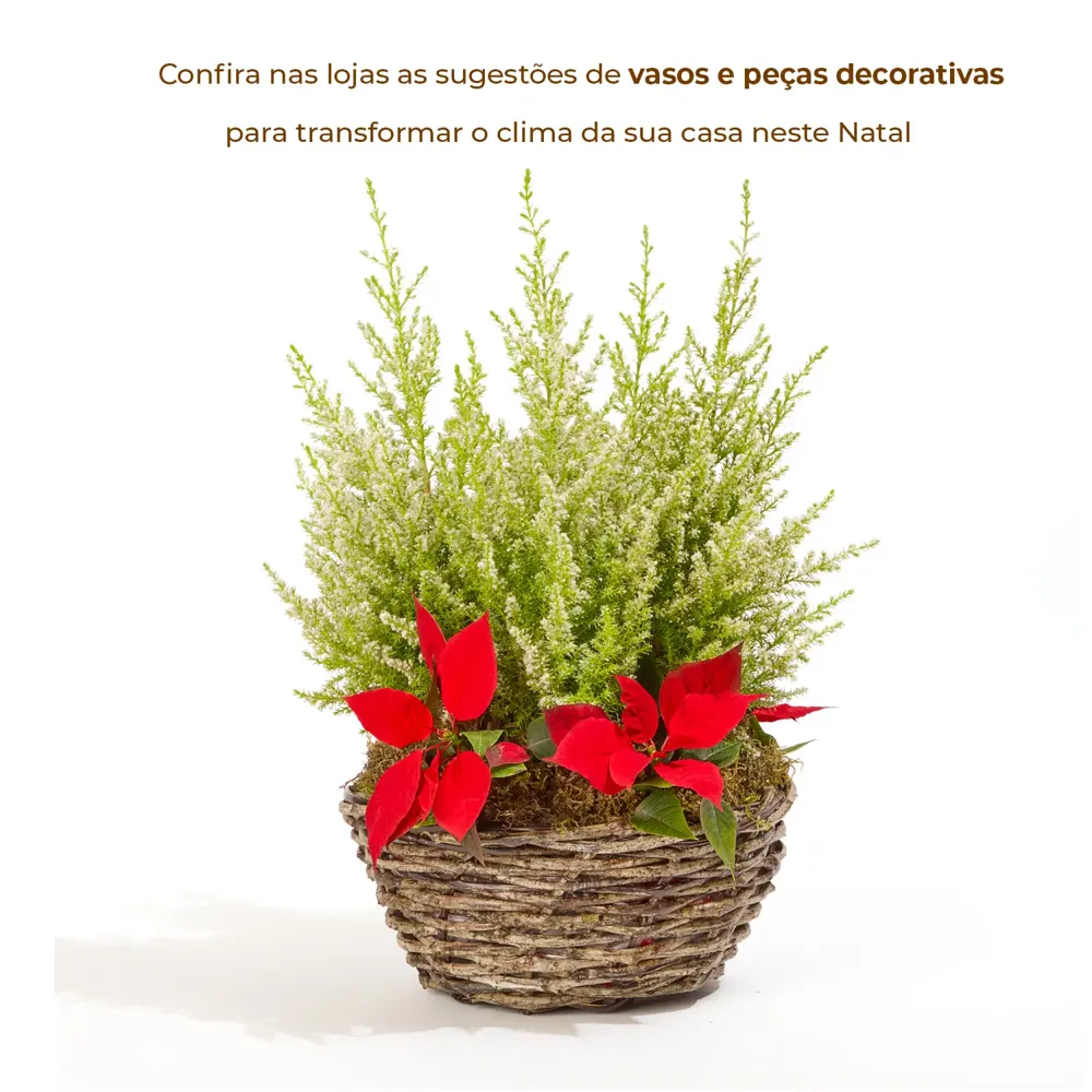 Tuia Holandesa Natural Pote 20 — foto 3