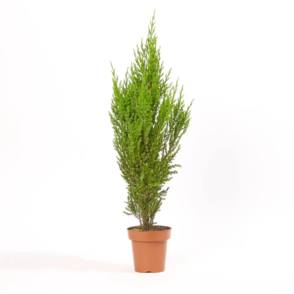 Tuia Strickita Planta Natural Pote 14
