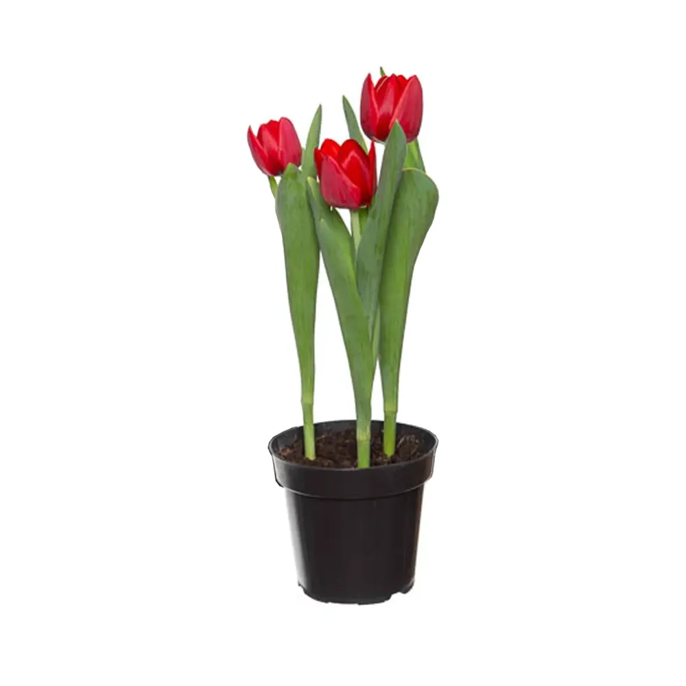 Tulipa Vermelha Natural Pote 12 — foto 2