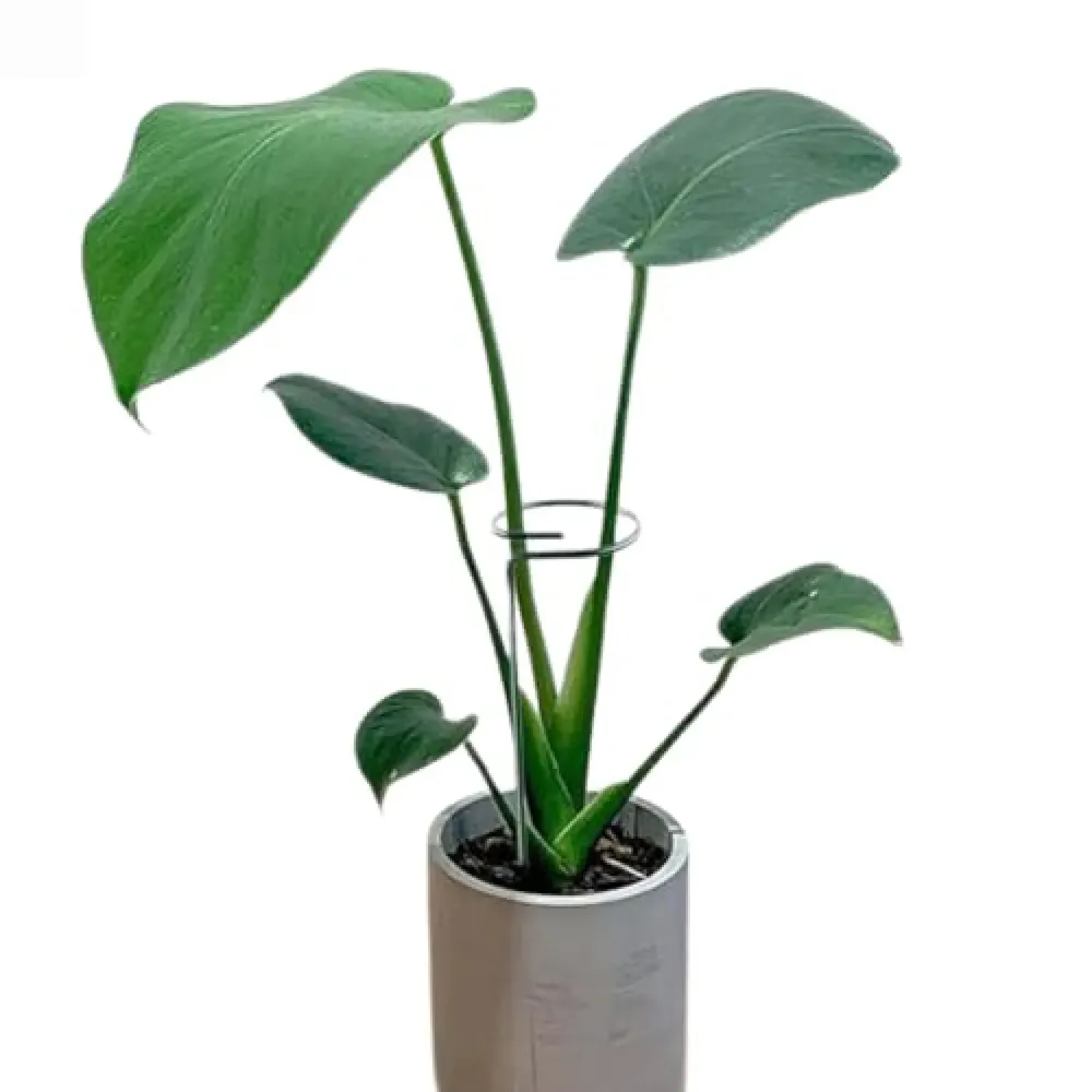 Tutor Fácil para Plantas e Orquídeas Top Garden — foto 2