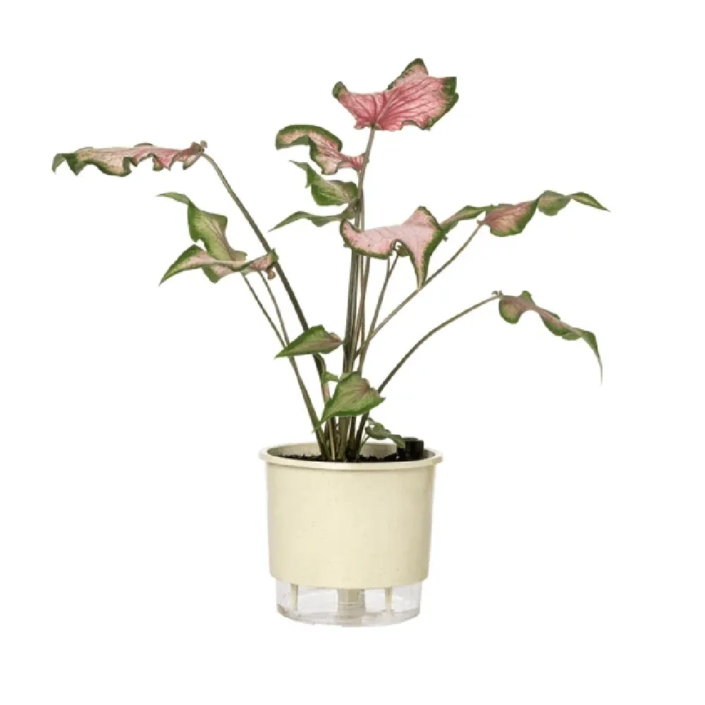Vaso Autoirrigável Calcário Vasos Raiz — foto 2
