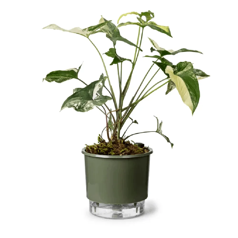 Vaso Autoirrigável Verde Militar Vasos Raiz — foto 2