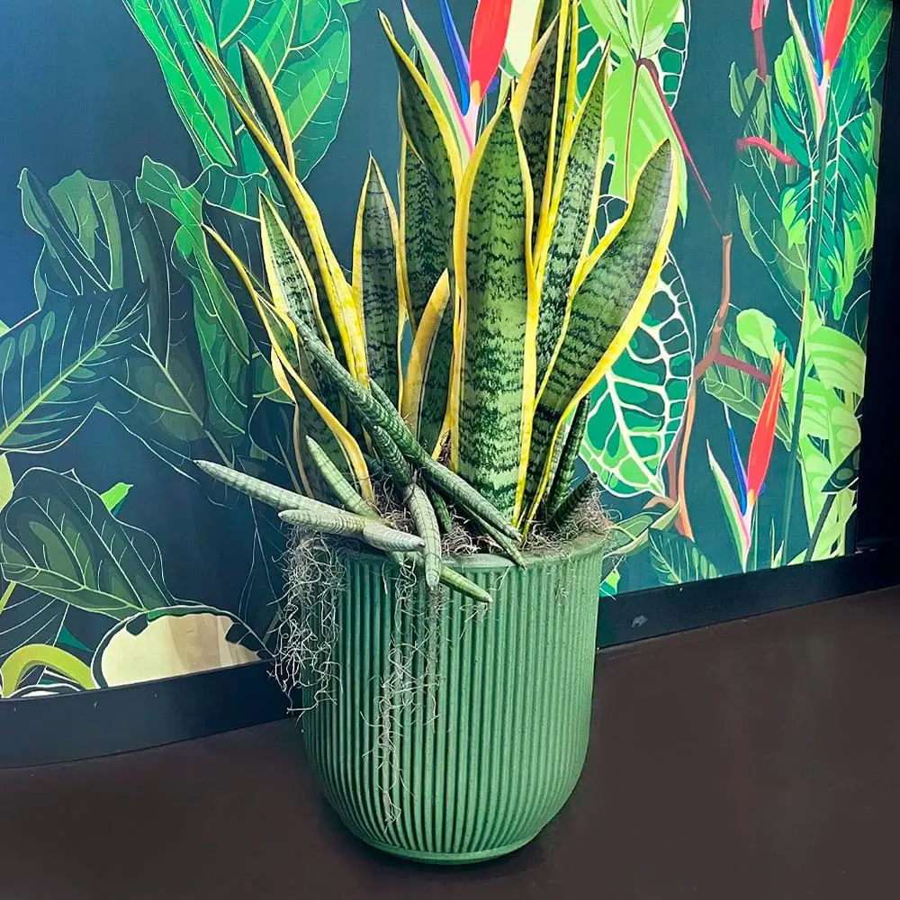 Vaso SP27 Fosco 29 x 29cm com Prato Verde Vasart — foto 3