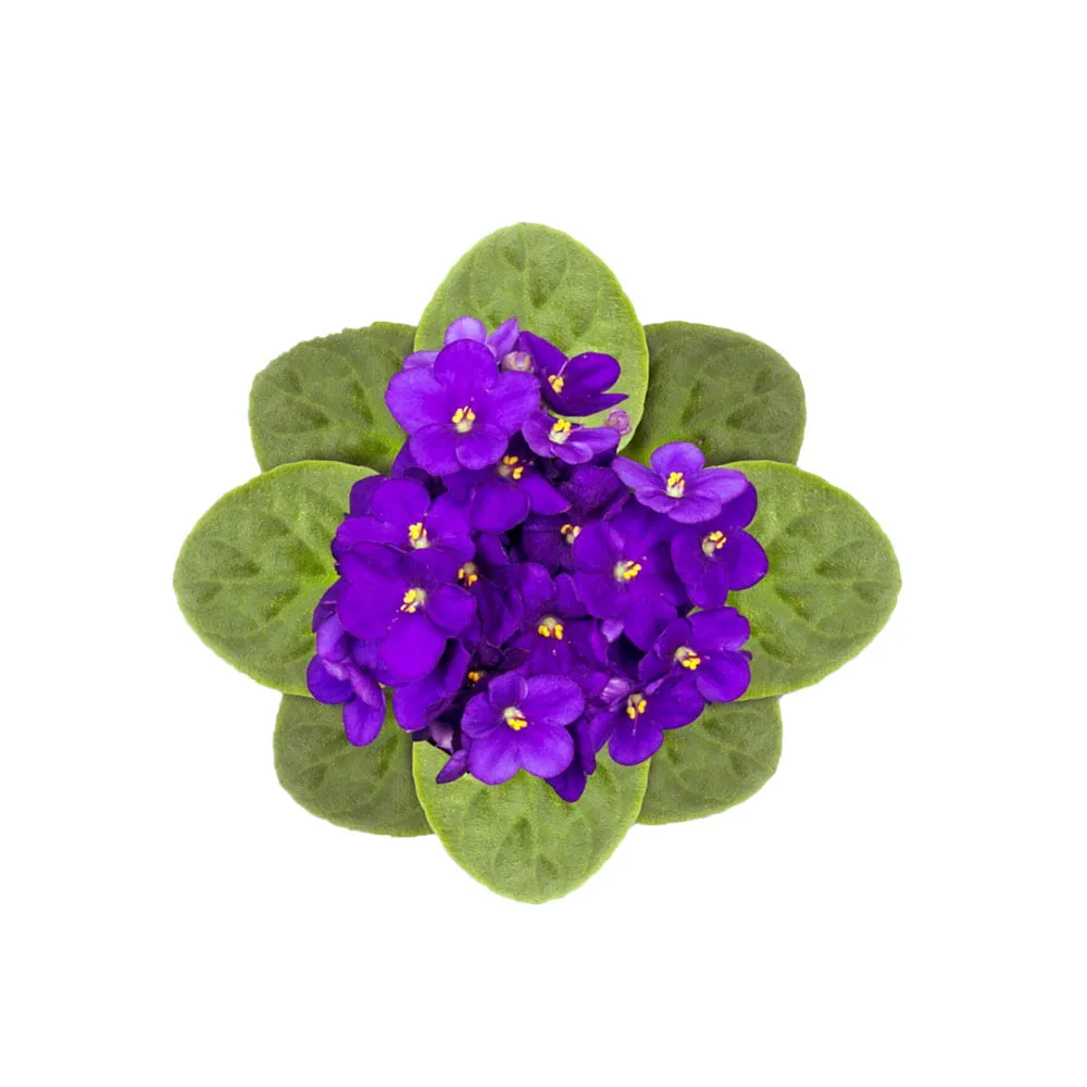 Violeta Variada Natural Pote 11 — foto 2